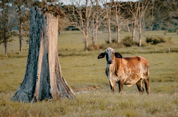 una vaca está de pie en un campo con un árbol en el fondo