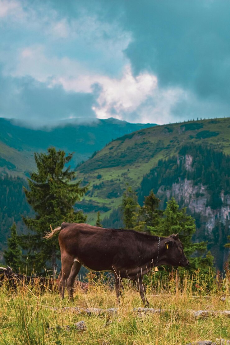 una vaca está de pie en un campo con árboles en el fondo