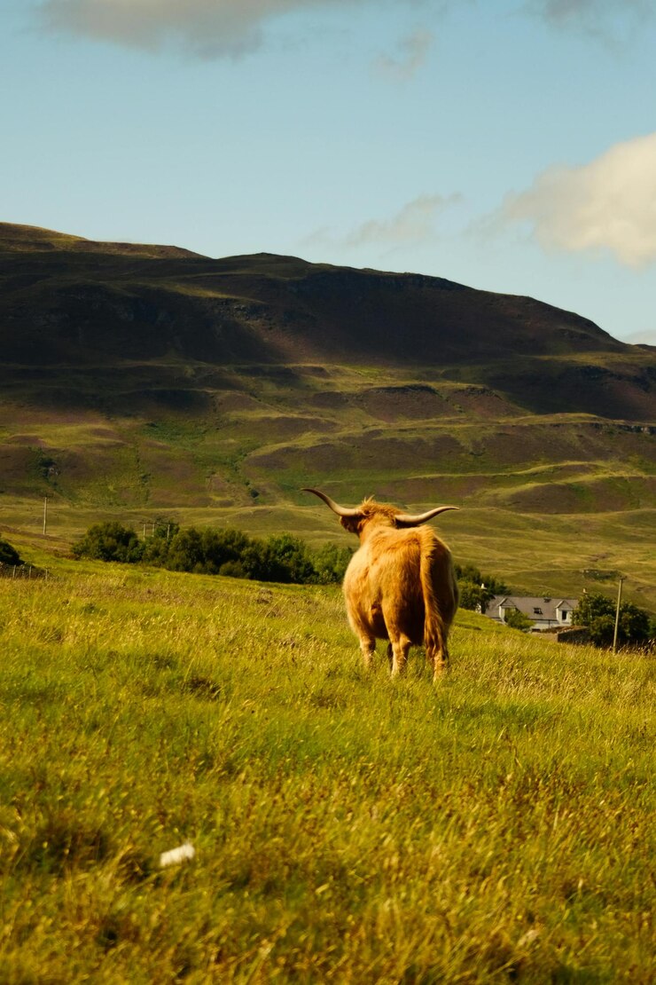 una vaca está de pie en un campo con una casa en el fondo