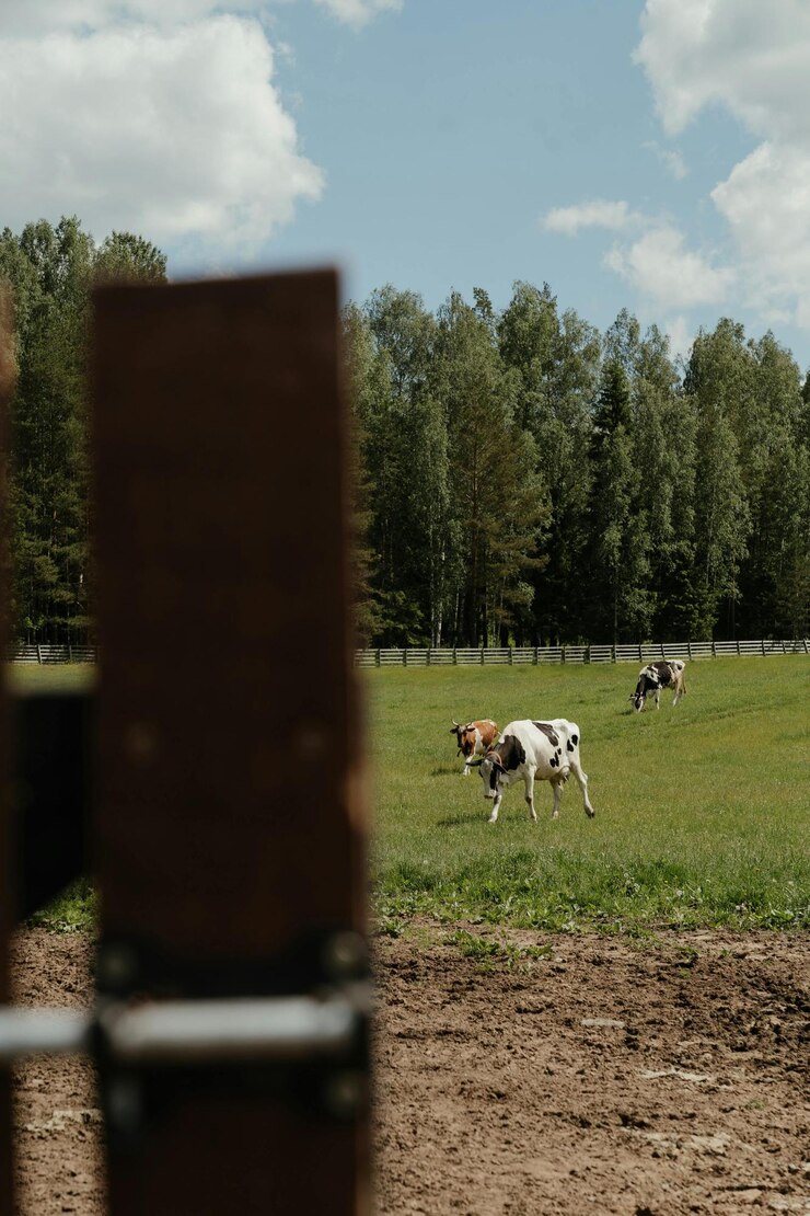 una vaca está de pie en un campo con una etiqueta que dice el número 4 en él