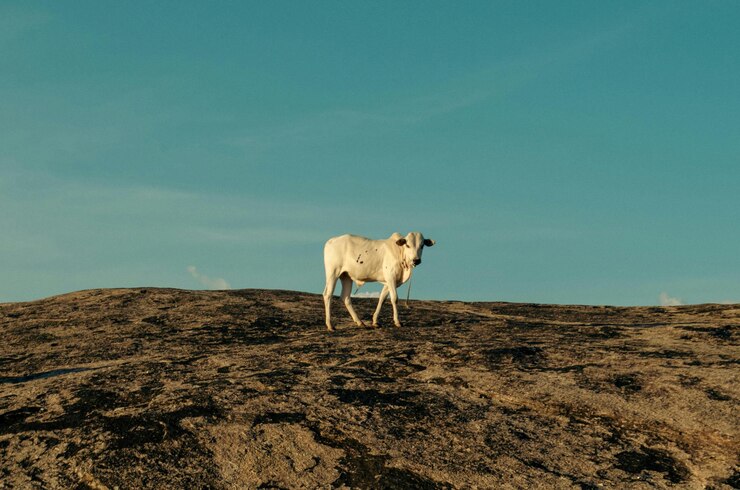 una vaca está de pie en un campo con un fondo de cielo
