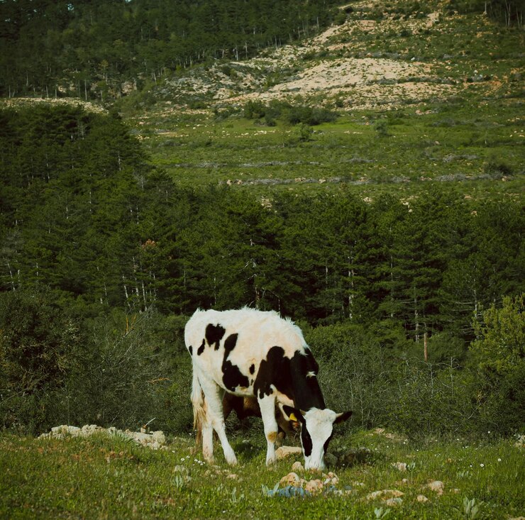 una vaca está de pie en un campo con una montaña en el fondo