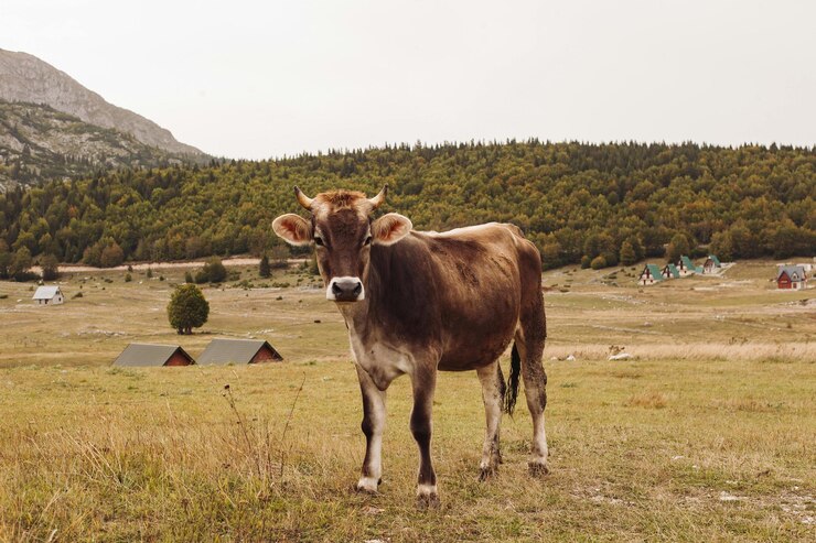 una vaca está de pie en un campo con una montaña en el fondo