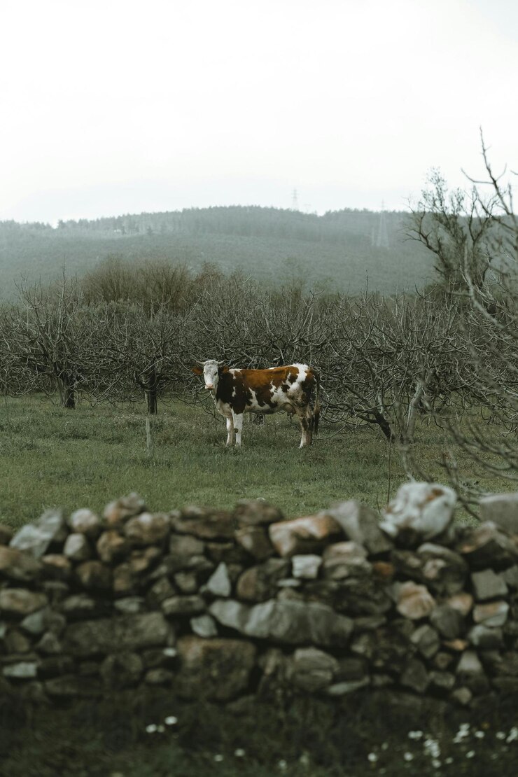 una vaca está de pie en un campo con una pared de piedra detrás de ella