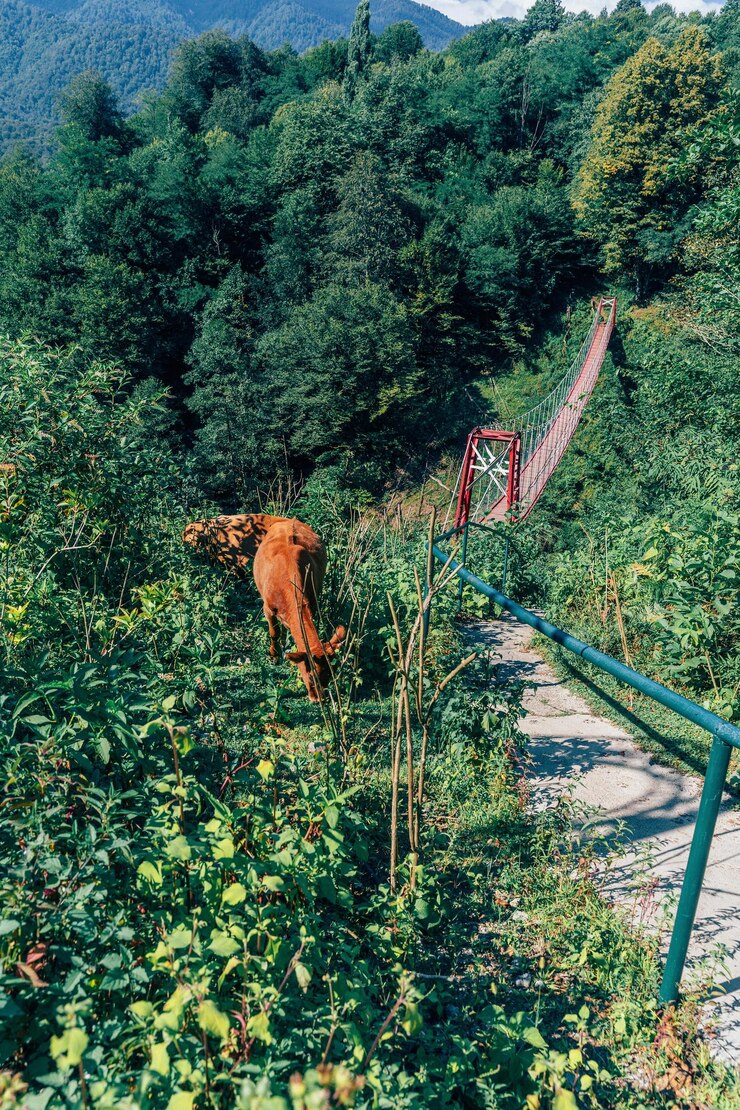 una vaca está de pie en el césped y un letrero que dice vaca