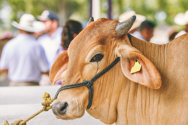 vaca en establo en america latina