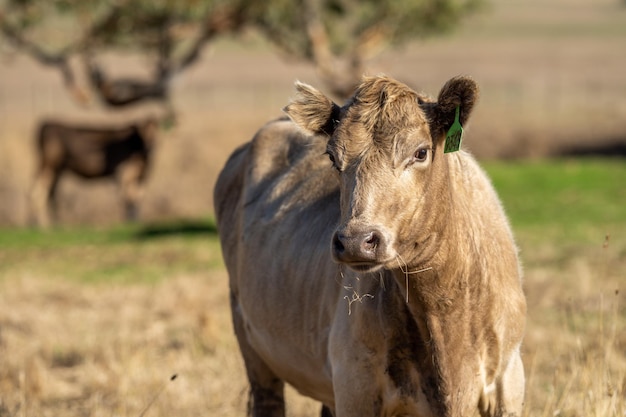 Una vaca con una etiqueta en la oreja se encuentra en un campo.