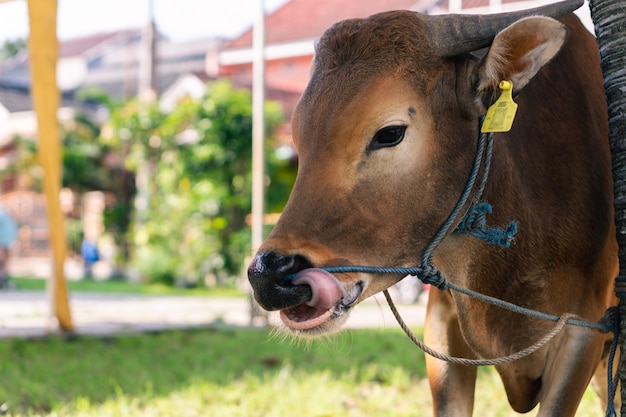 una vaca con una etiqueta que dice "vaca" en su cara.