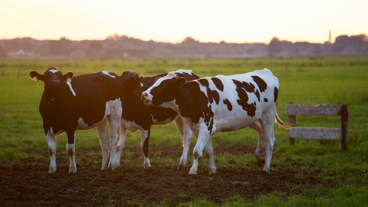 una vaca con una etiqueta en su oreja está acariciando a otra vaca