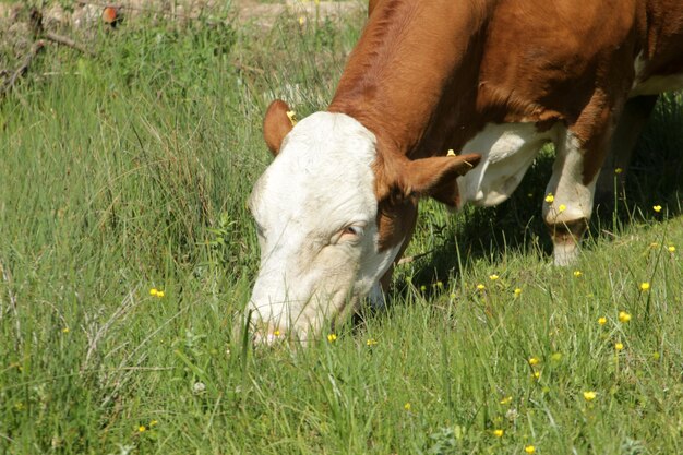 Vaca extendiéndose en la naturaleza