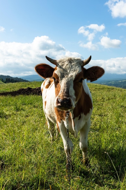 Vaca feliz olhando para a câmera no pasto verde