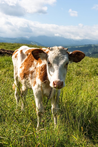 Vaca feliz sobre hierba verde en temporada de verano