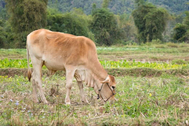 Vaca, ficar, ligado, a, campo verde, fazenda