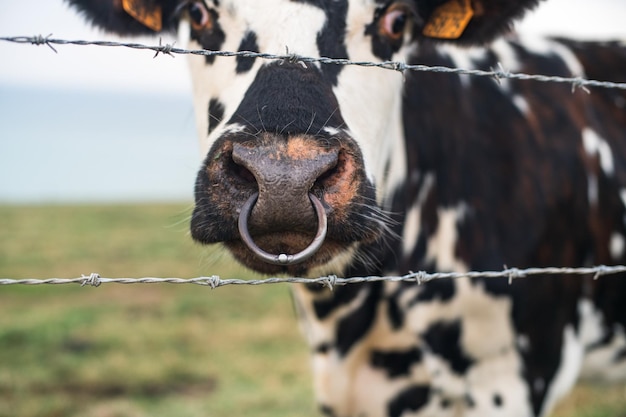 Vaca flagrada atrás de arame farpado com piercing no nariz na Normandia