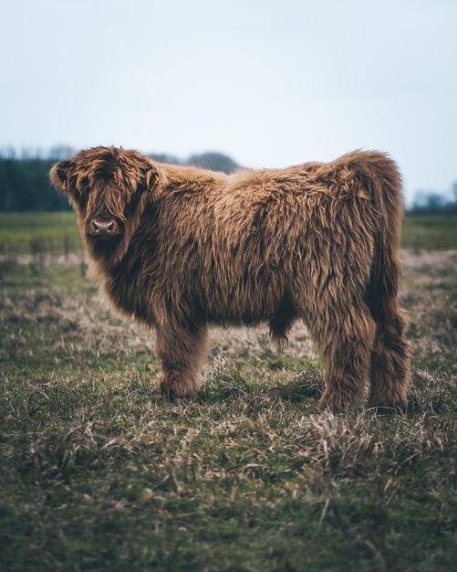 Vaca fofa no campo.