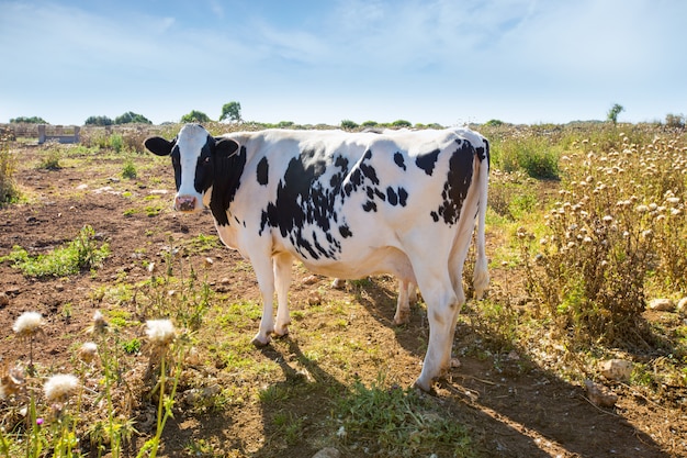 Vaca frisona de Menorca en pastoreo cerca de Ciutadella Balearic