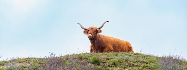 Vaca de ganado de las tierras altas escocesas en el campo toro con cuernos en un abrigo peludo de jengibre de pasto
