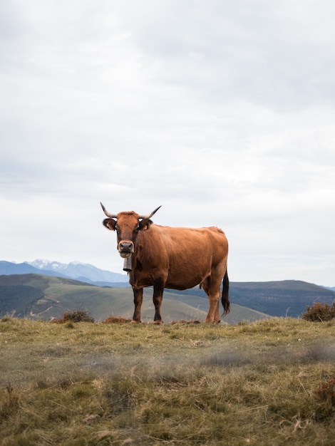 Vaca con grandes cuernos gimiendo en la montaña