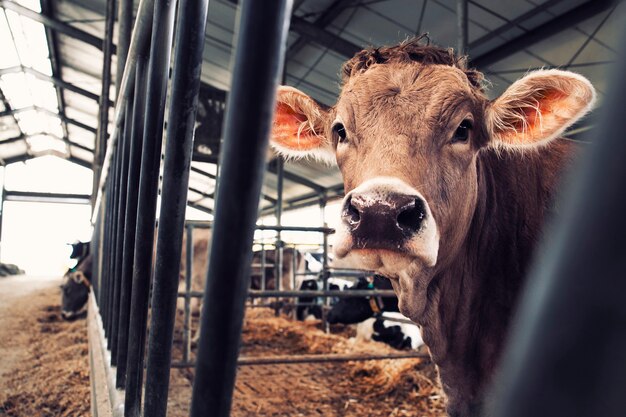 Vaca en una granja de animales domésticos para la producción y cría de carne o leche.