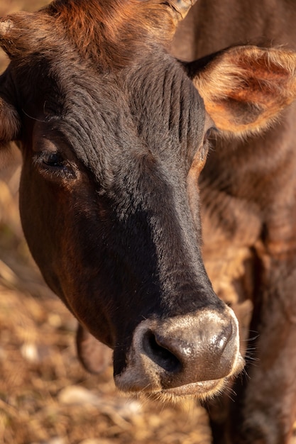 Vaca en una granja brasileña con enfoque selectivo