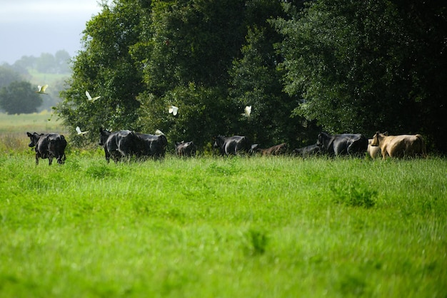 Vaca en la granja pastando en un prado verde naturaleza