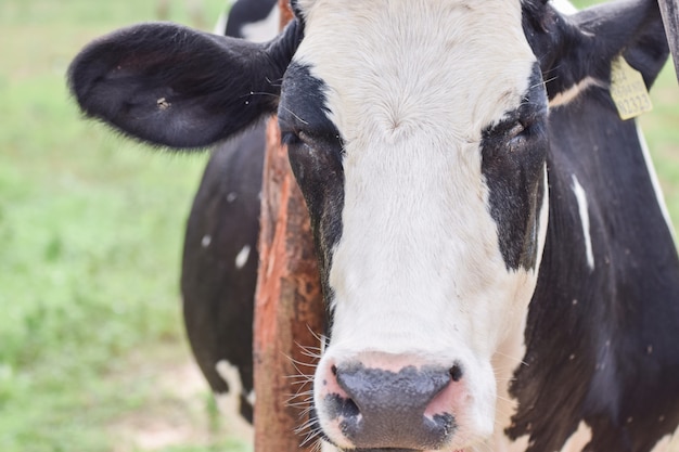 Una vaca en granja. Vaca negra en prado