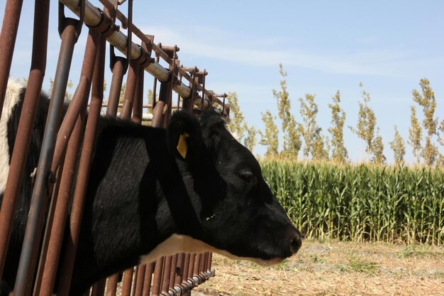 Vaca en la granja