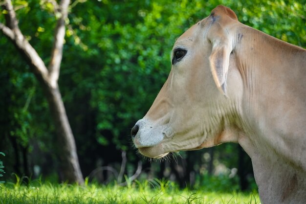 Una vaca hambrienta imagen HD