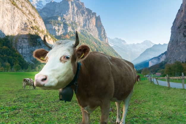 La vaca en el hermoso paisaje alpino valle verde, Suiza