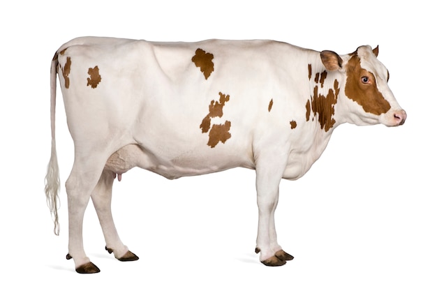 Vaca Holstein de pie