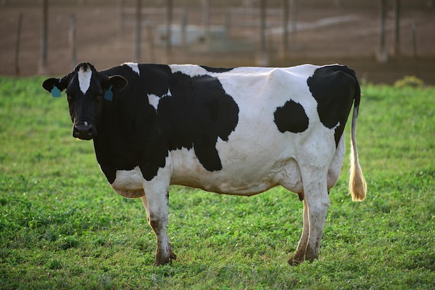 Vaca Holstein. Vaca lechera. Establo de vacas en un pastizal de verano.