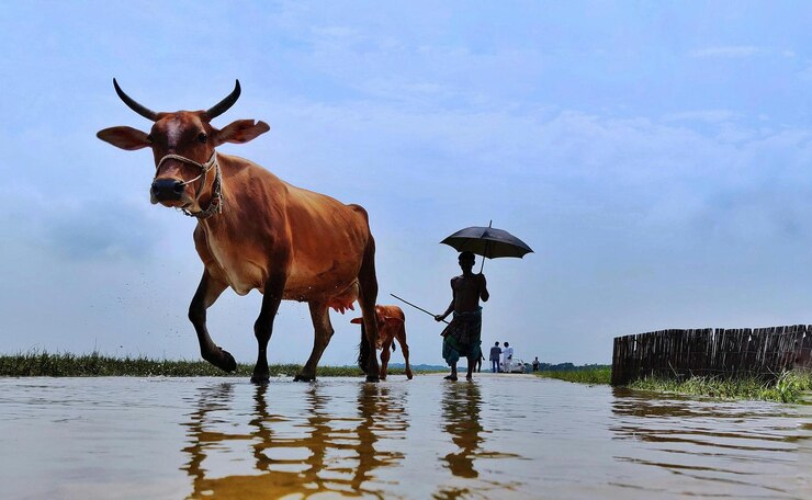 una vaca con un hombre caminando en el agua con una mujer sosteniendo un paraguas
