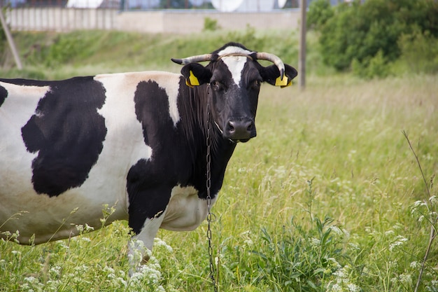 Una vaca increíblemente hermosa que pasta en un prado verde del verano.