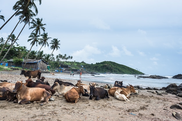 vaca India animal