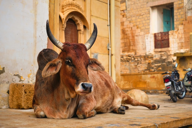Vaca India descansando en la calle