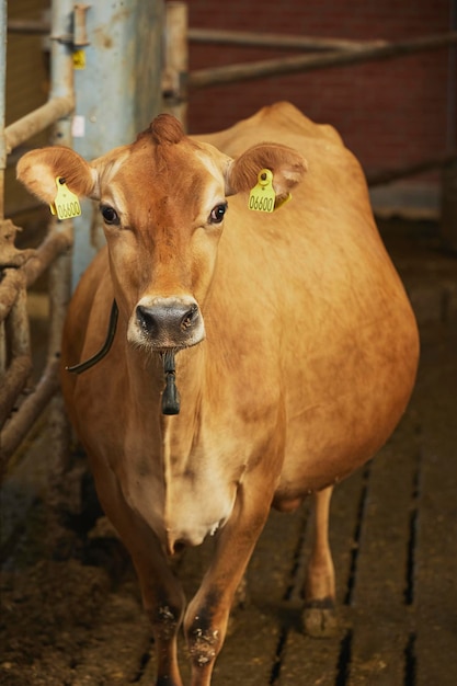 Foto vaca jersey embarazada en una granja en dinamarca