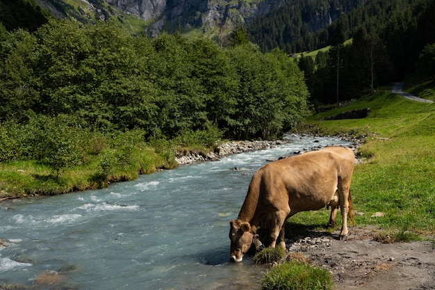 Foto la vaca de jersey pastorea en los prados alpinos las vacas al atardecer la vaca en un prado de hierba verde las vacas miran el verde
