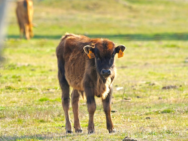 Foto una vaca joven en el campo