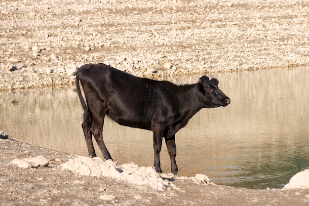 Una vaca joven junto al río