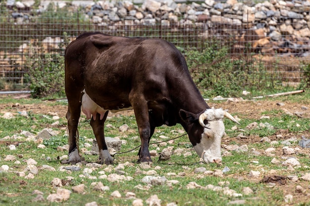 La vaca joven se pasta en un primer plano de pradera de montaña