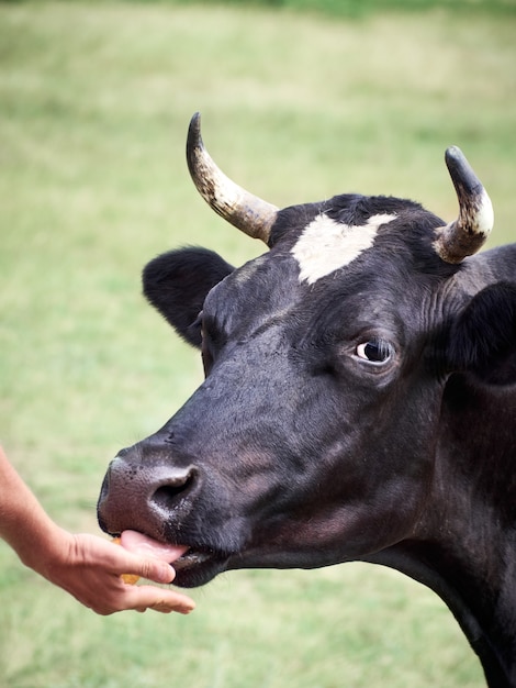 Vaca lambendo mão humana