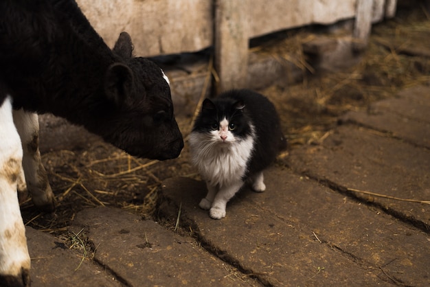 Una vaca lame un gato en una granja. Gato guardias toros