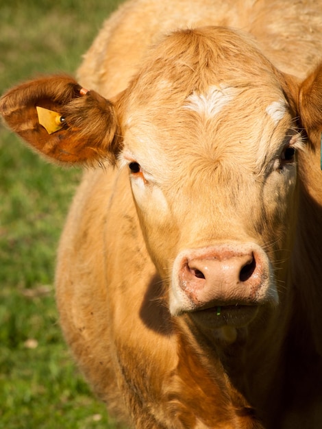 Vaca laranja pastando em pasto verde.