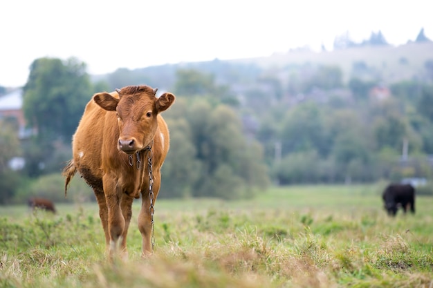 Vaca de leche marrón que pastan en la hierba verde en los pastizales de la granja.