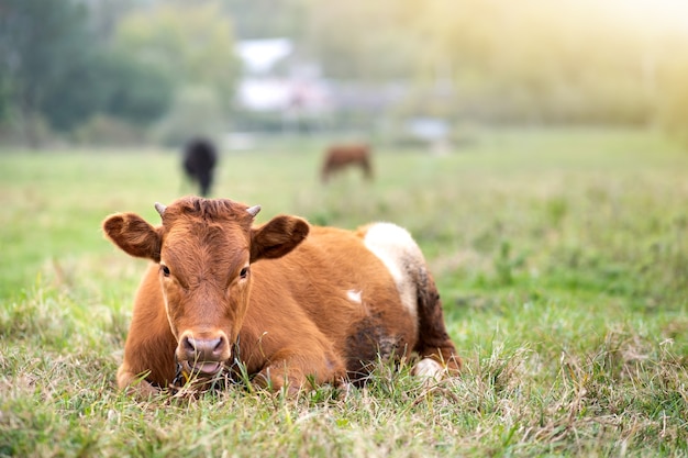 Vaca de leche marrón que pastan en la hierba verde en los pastizales de la granja.