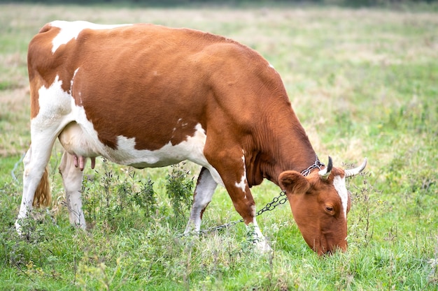 Vaca de leche marrón que pastan en pasto verde en pastizales de granja