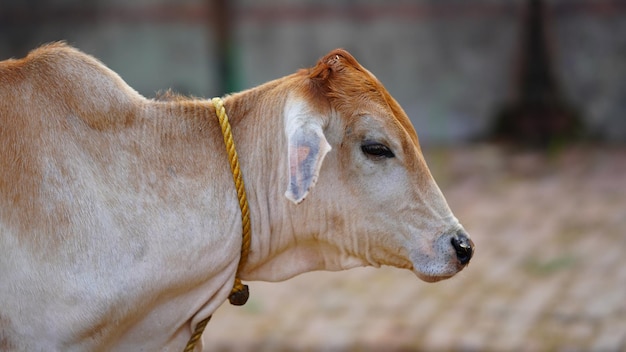 La vaca lechera blanca india