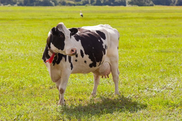Vaca lechera blanca y negra en pasto