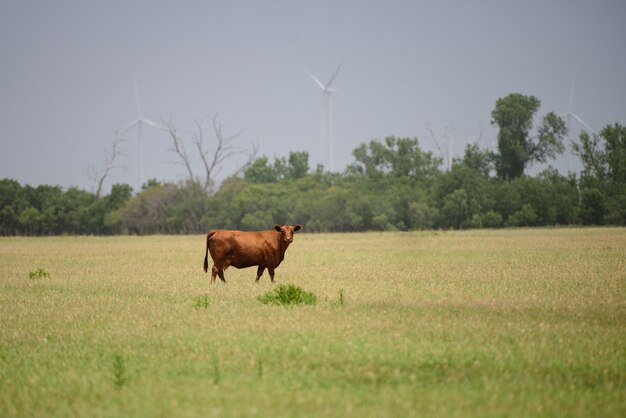 Vaca lechera pastando en un campo Vacas en una granja