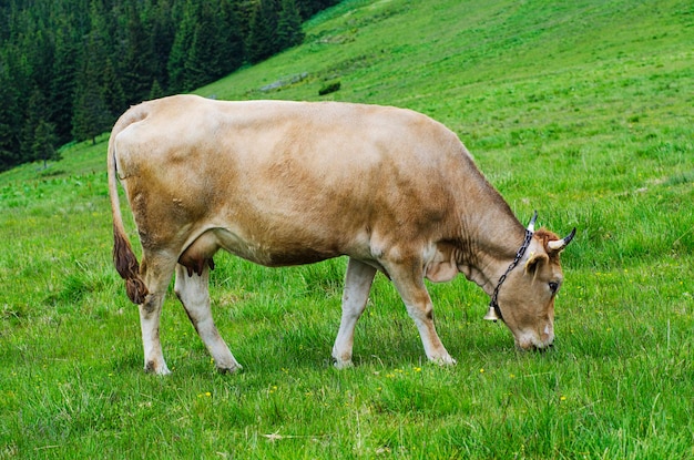 Vaca lechera pastando en el prado